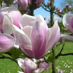 Magnolia x soulangeana 'Alexandrina'